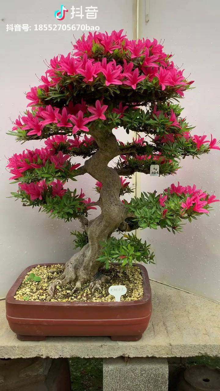 日本进口皋月杜鹃!过度自然!花色特别漂亮