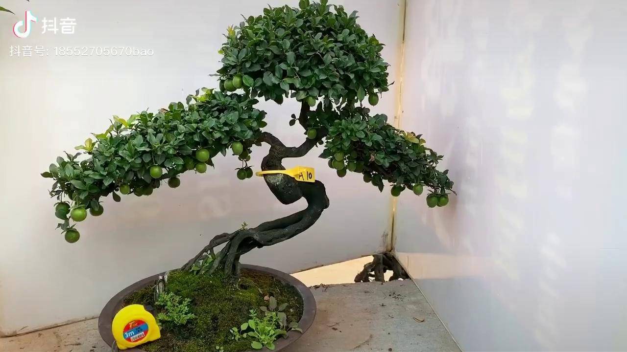 获金奖的金弹子盆景欢迎收藏