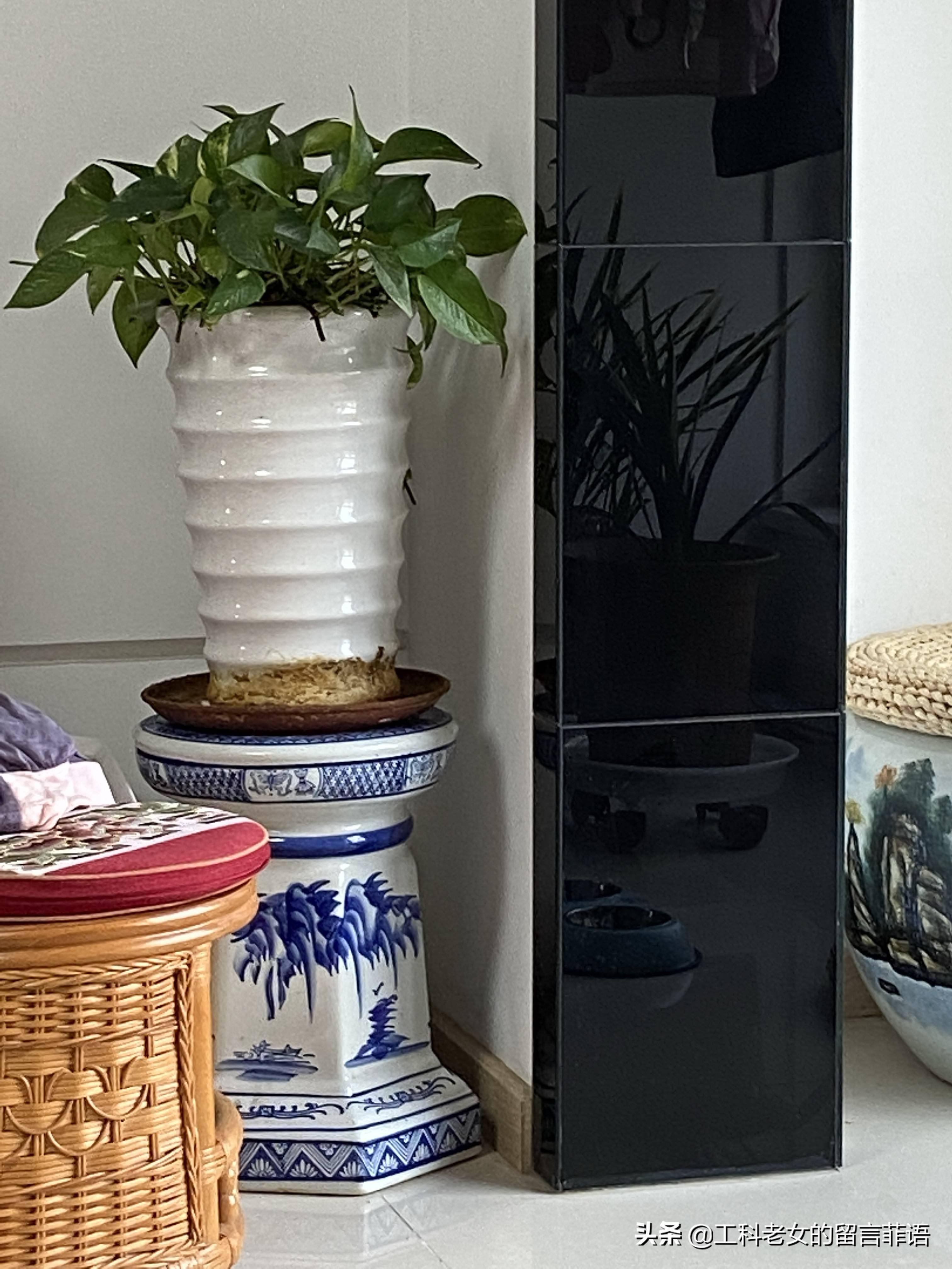 养猫家里能养的植物 d07cebcd70fc41548c1fe928fb412b92.jpeg