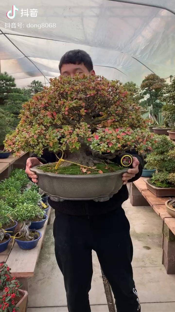 皋月杜鹃矮霸造型