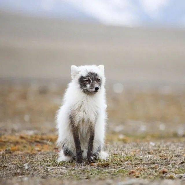 【寻宝迷踪】"一日交警"惹来大麻烦!