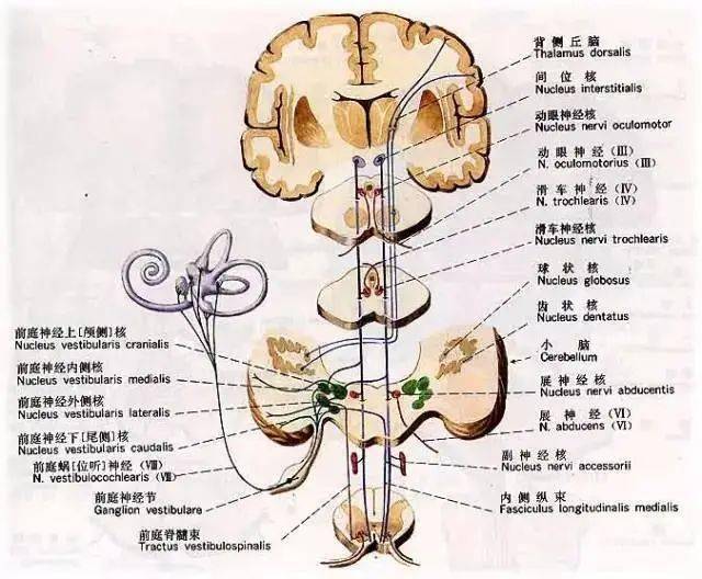 前庭神经核位置图图片