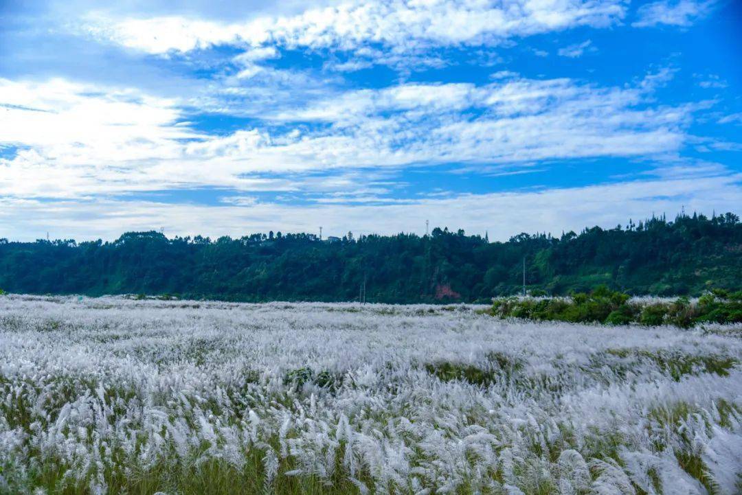洪雅又一处绝美拍照打卡地,秋日限定芦苇荡_摄影