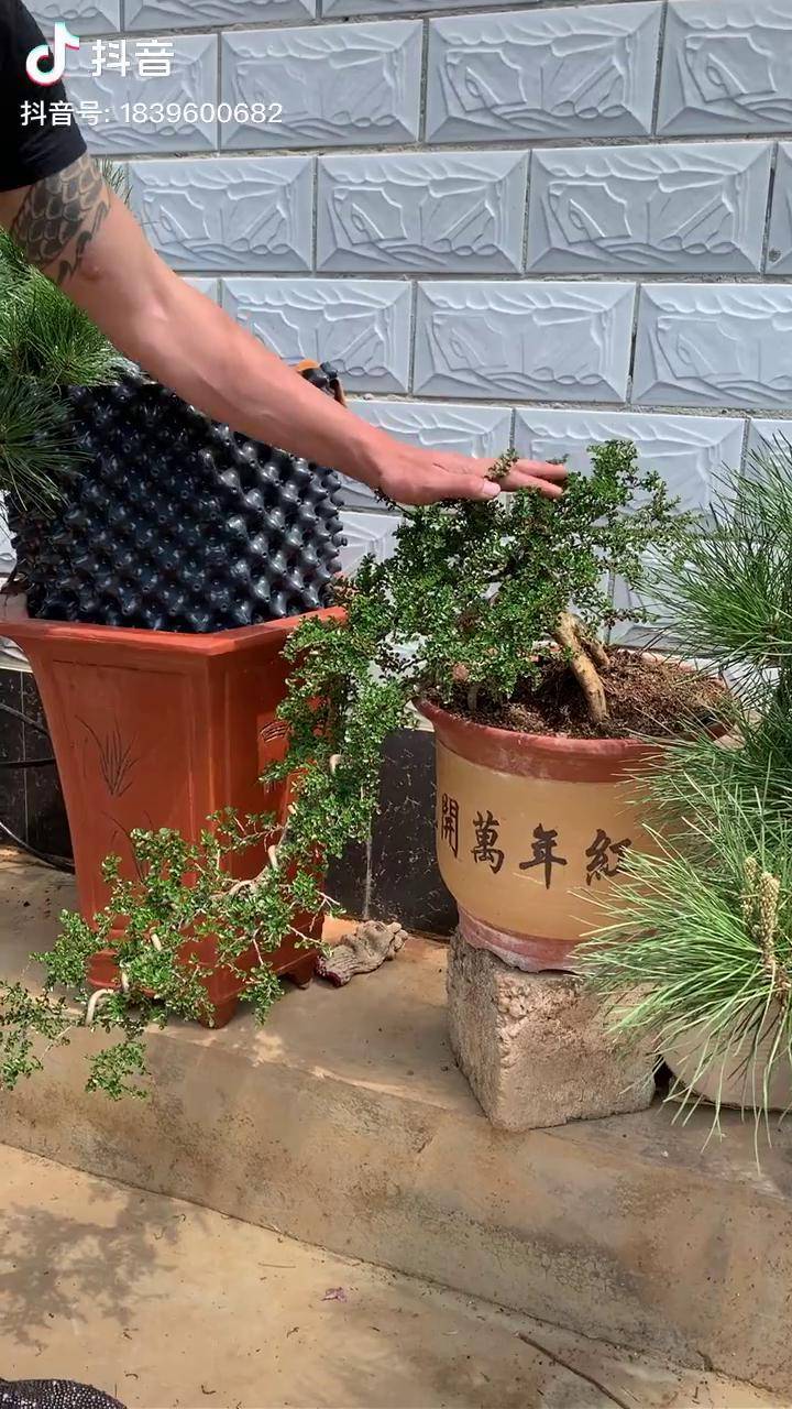 悬崖荀子