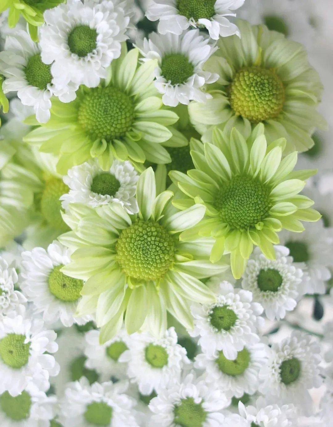 绿色小菊是绿精灵,跟凯蒂白放在一起真的是绝配啊.