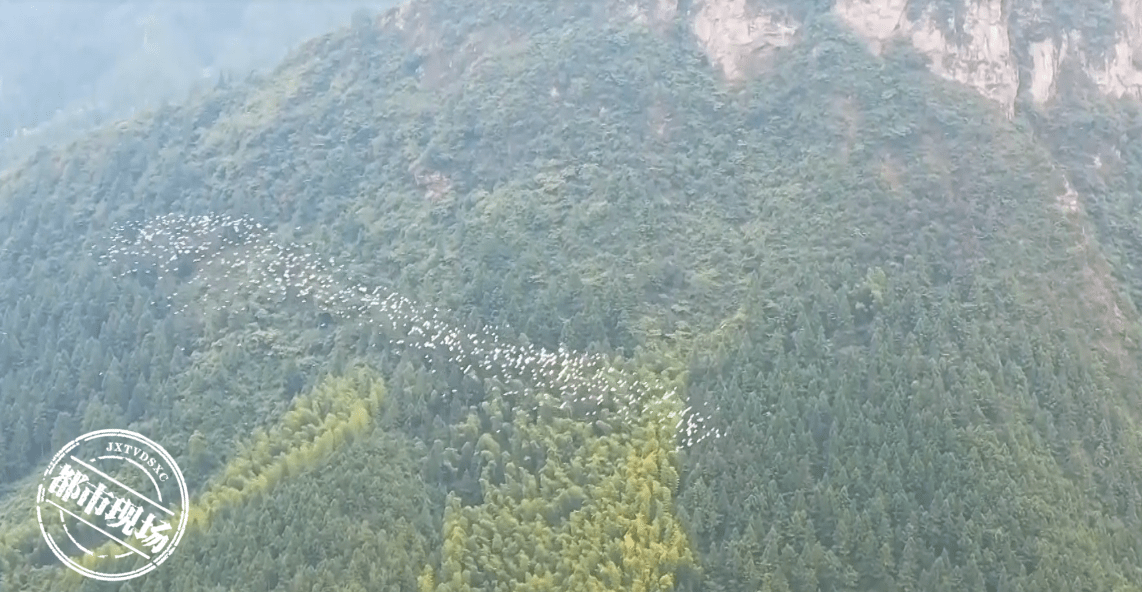 遂川千年鸟道图片