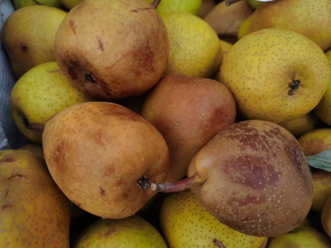 它含有丰富的维生素,果胶,纤维素,蛋白质,铁,钙等,氬基酸种类齐全,性