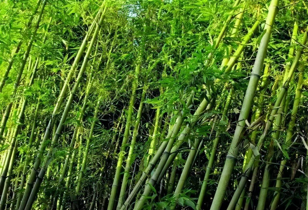 常见的竹子图片