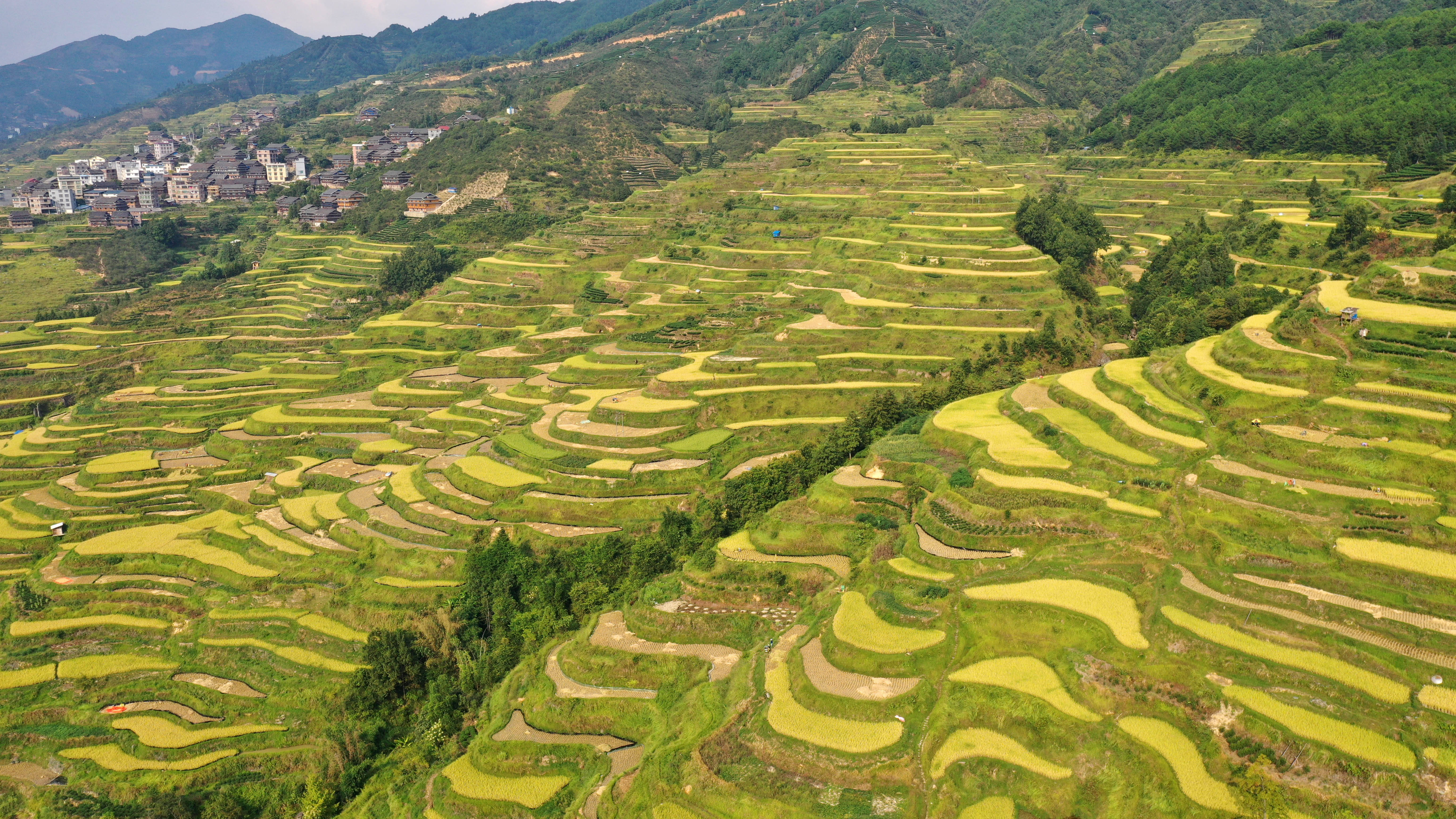 这是9月14日拍摄的三江侗族自治县同乐苗族乡的高山稻田(无人机照片)