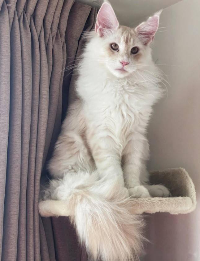 眼睛小到像斗鸡眼的奶猫,竟蜕变成超帅缅因猫.差别好大