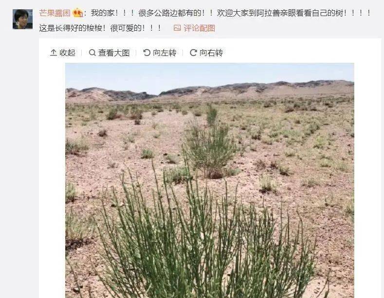 梭梭树长大要几年 fa6fc5b2c5924b1abe3f647e12a169ea.jpeg