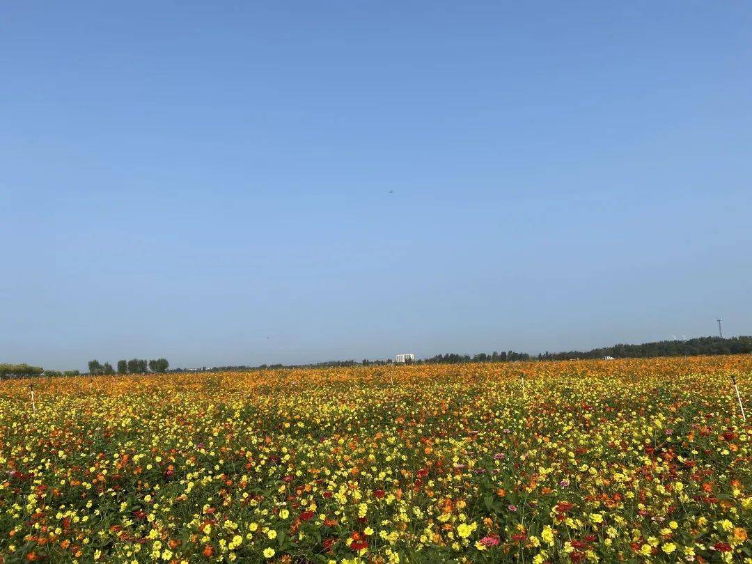 秋景如画!衡水湖景区4000亩花海绚烂绽放