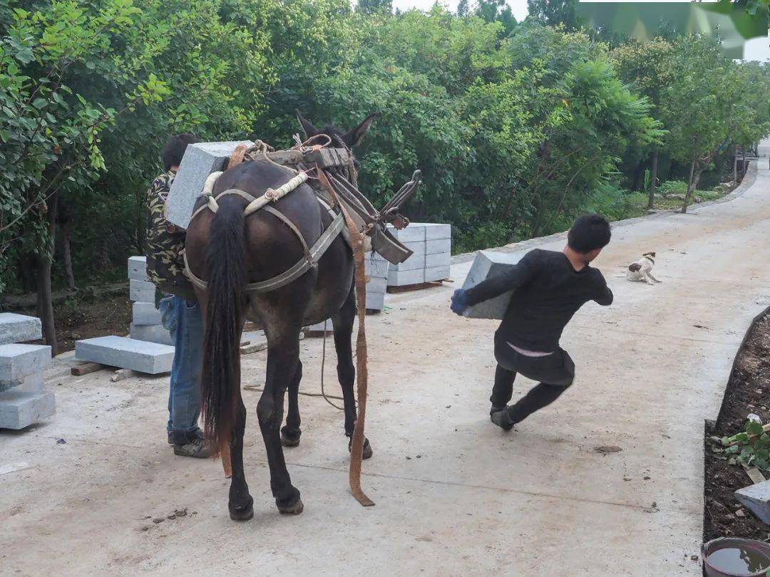 新闻纪实津门网王忠谋山间铃响马帮来