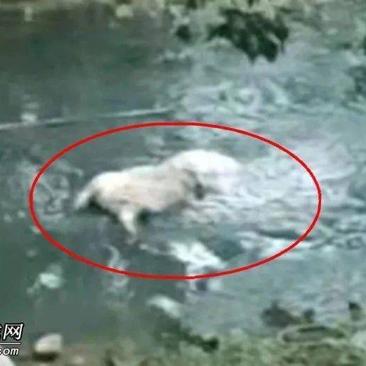 浦北平睦六峰江出现死猪在河道里发臭_无害化
