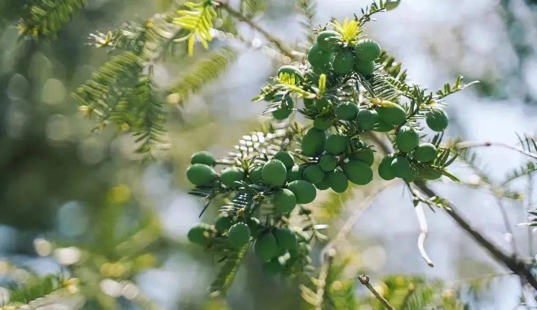 香榧树成为致富树绍兴香榧产业步入发展快车道