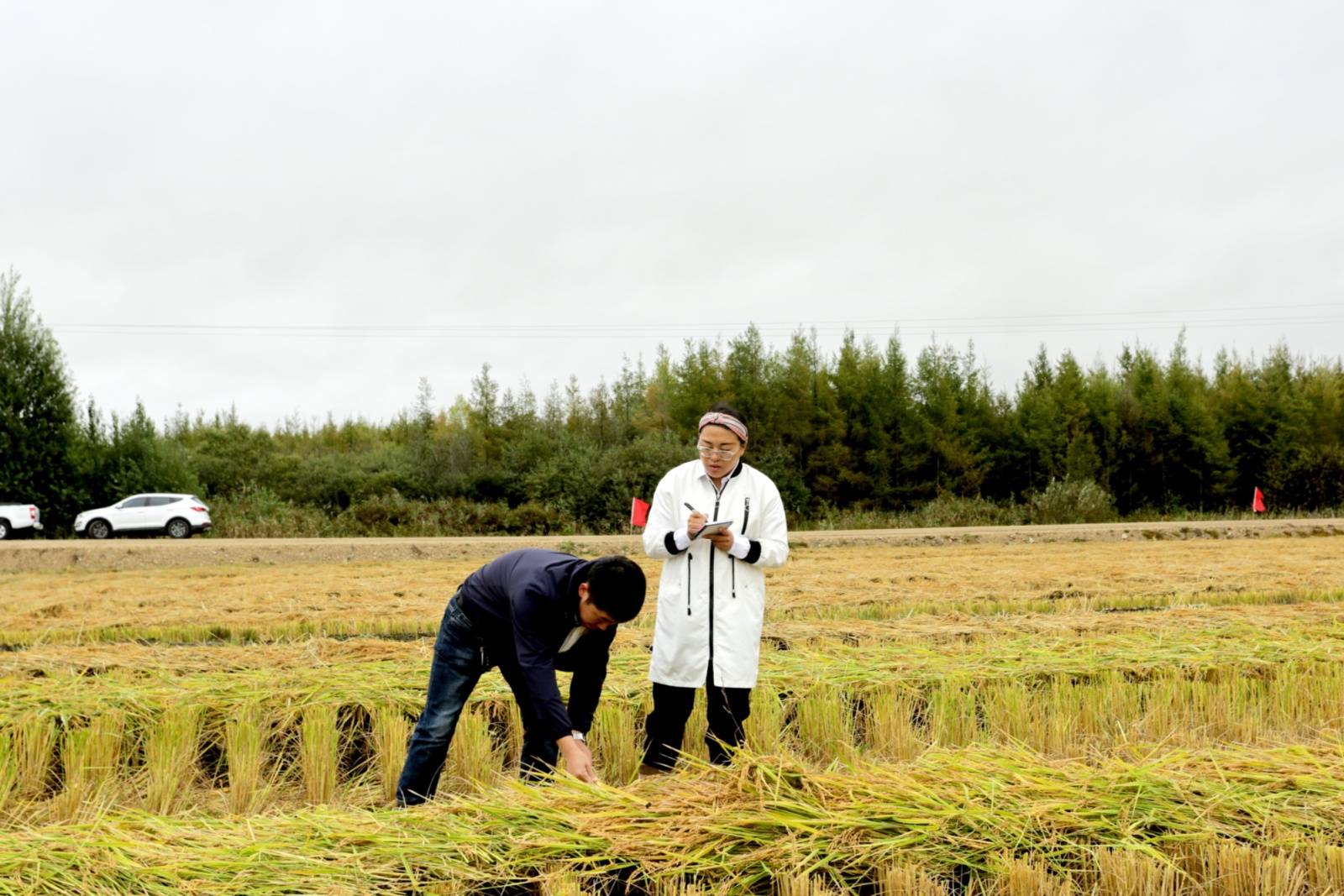前锋农场有限公司全面掀起秋收热潮