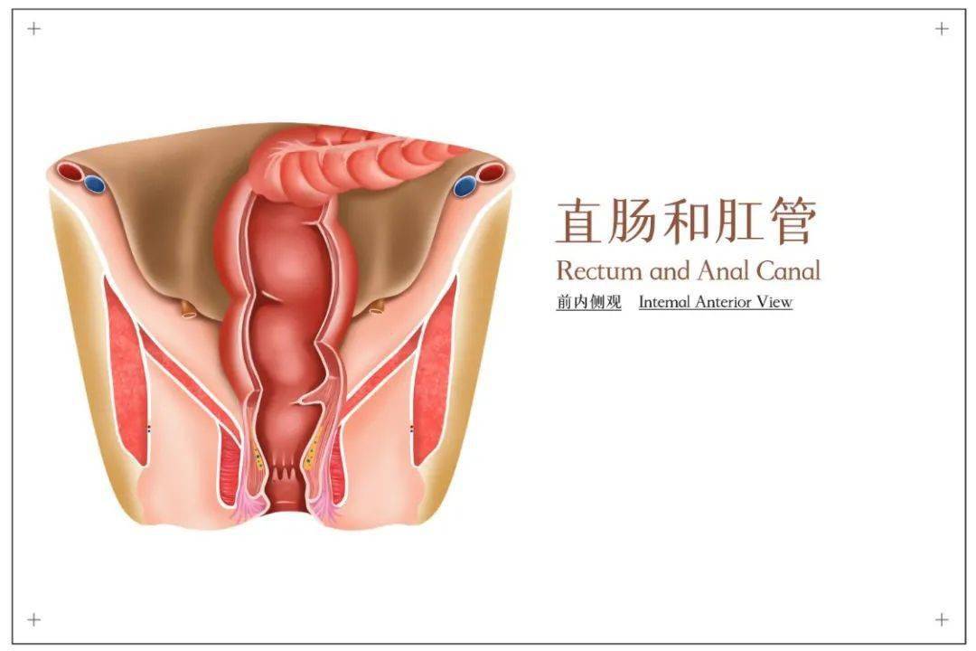 肛门是指哪里图片