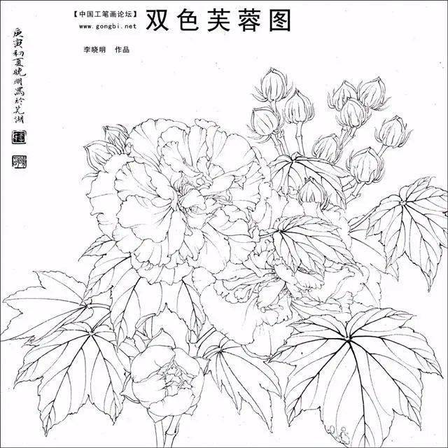 工笔画教程超美双色芙蓉图