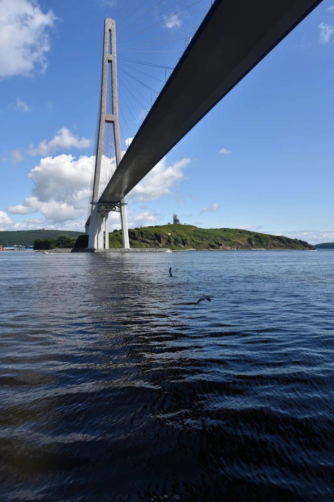 俄罗斯岛大桥(唐家骏拍摄)俄罗斯岛大桥的海鸥(唐家骏拍摄)海参崴的