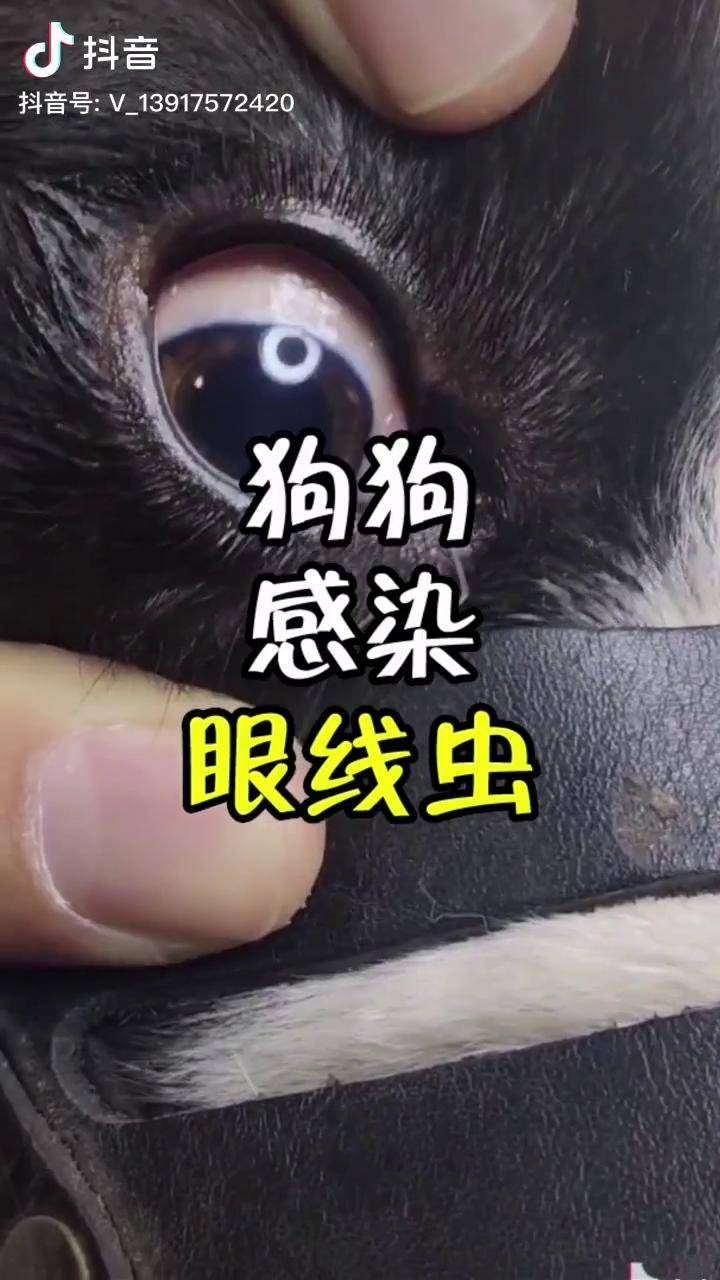 拉布拉多萌寵狗狗感染眼線蟲