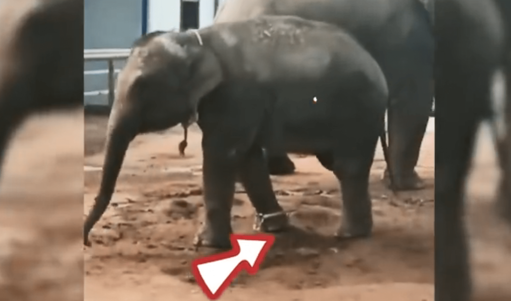大象踩一脚的后果 大象踩一脚有多大力气