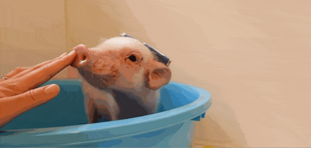 猪洗澡的照片图片