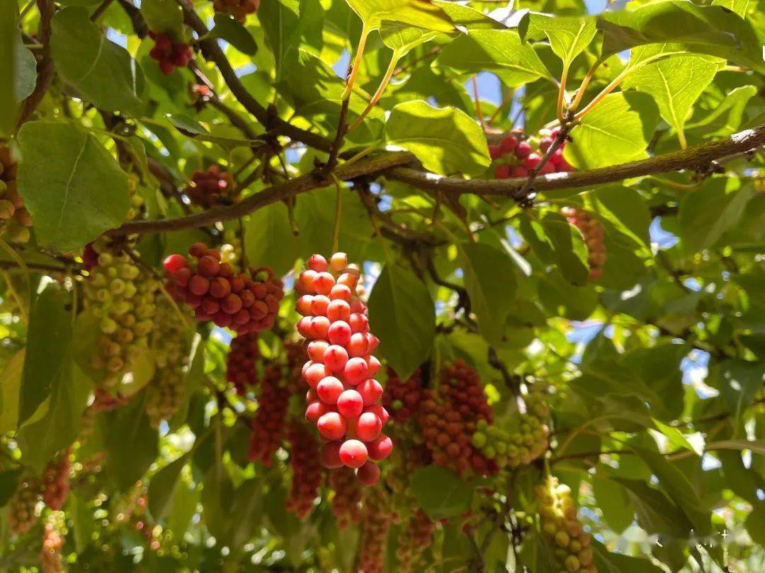 明日剧透67凤县五味子山野果逆袭变身致富钱串子