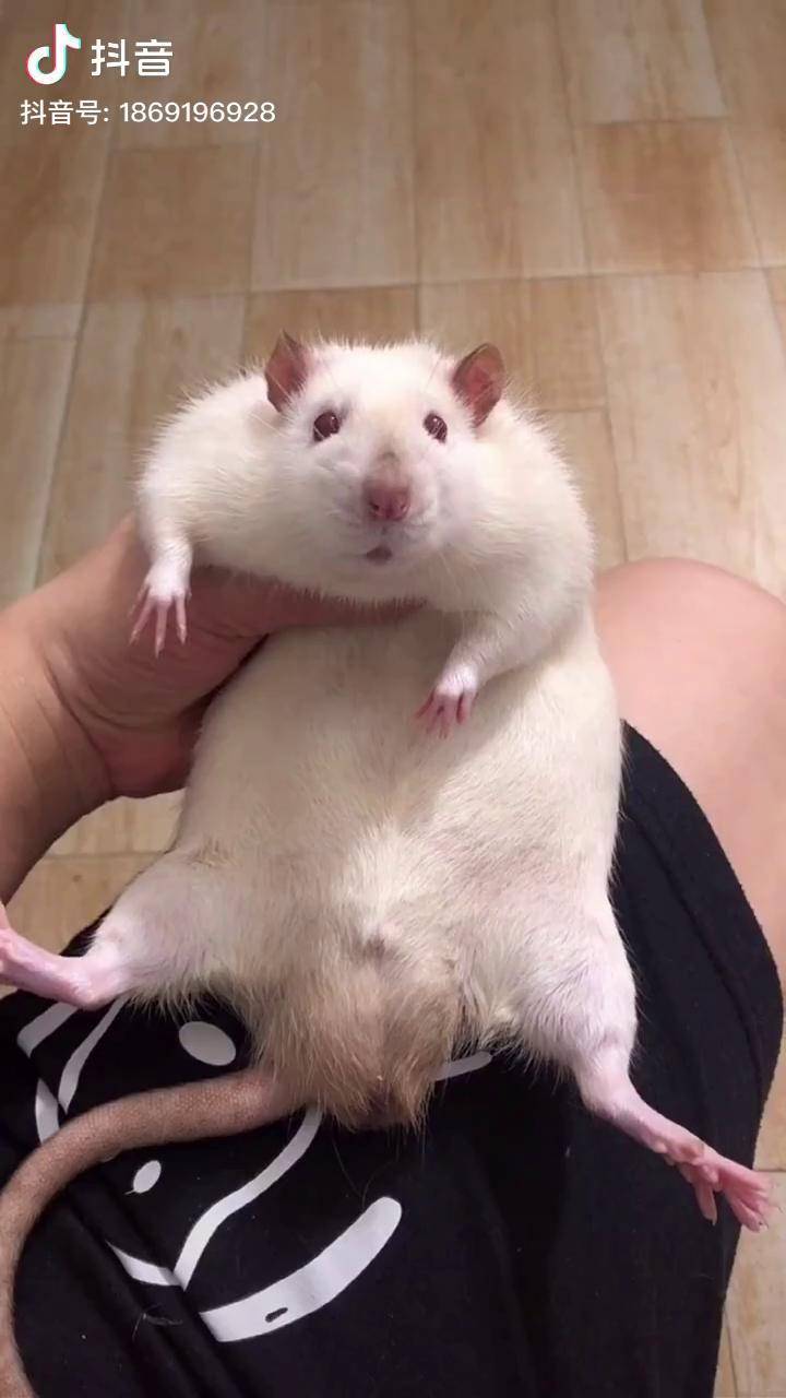 哇哇哇哇哇这种老鼠长的有点眉清目秀花枝鼠萌宠dou小助手