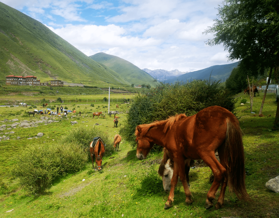 丁真携中国甘孜马助力第六个中国爱马日爱马珍珠登上热搜
