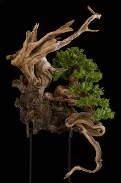 漂亮的附石盆景令人爱不忍释