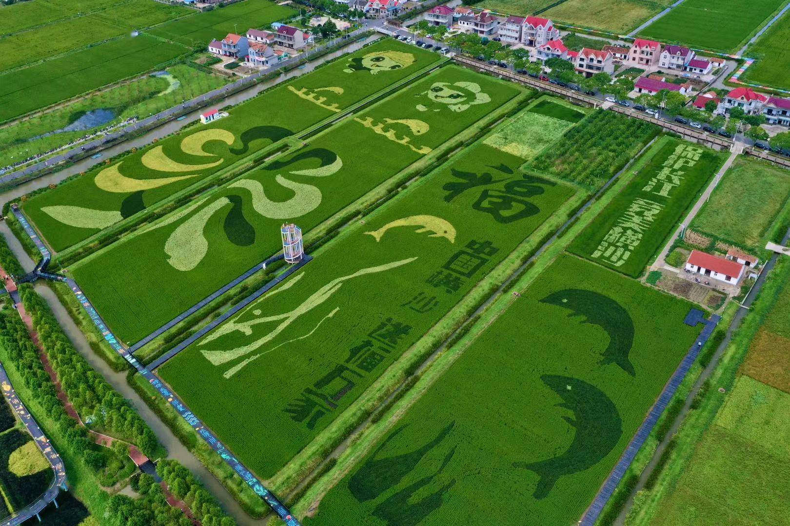 多彩稻田画迎来第三季，横沙乡又种出了什么新花样？