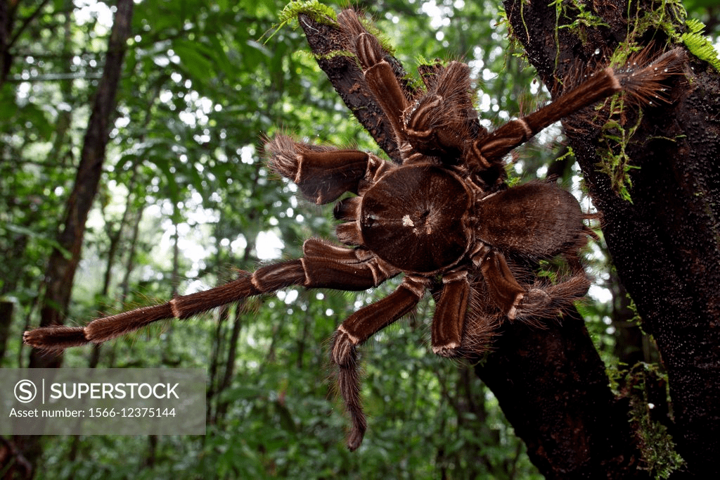 巨蛛别出现在我梦里求求了