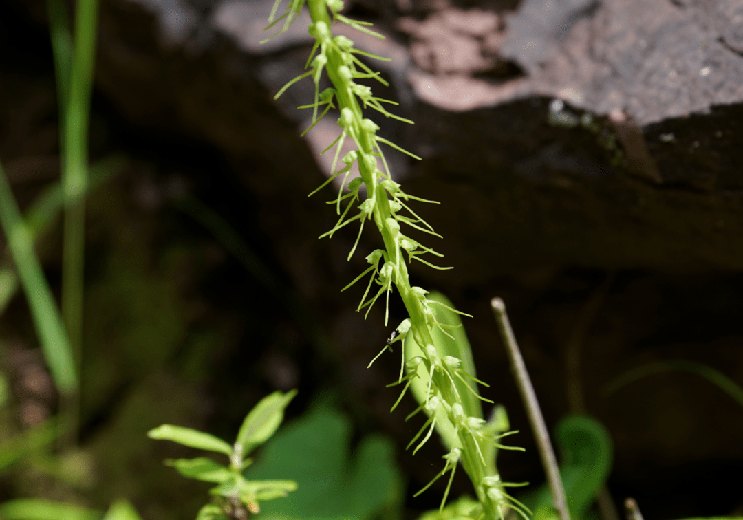 7月,我在自然中心附近的山沟里发现了叉唇角盘兰和扇唇舌喙兰.