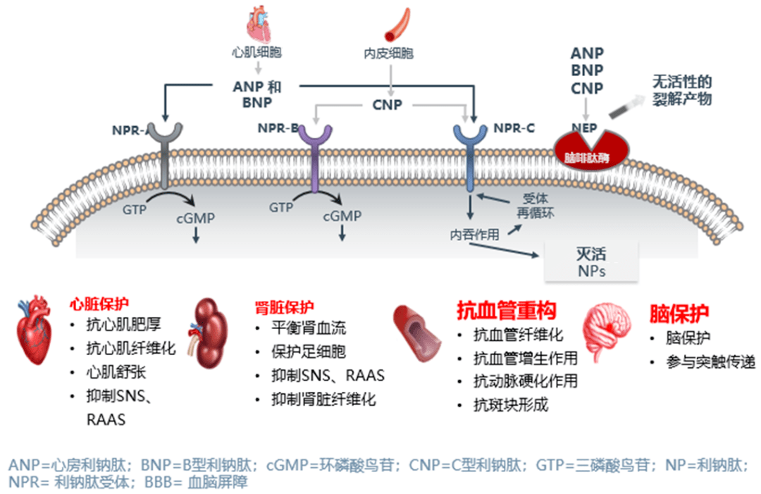 肾,血管靶器官保护作用四,脑组织与降压双重保护:arni抑制内啡肽酶