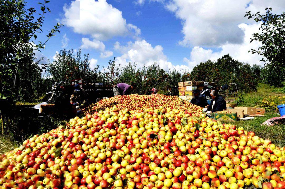 五九七农场有限公司欢迎您千里大荒神韵 一品寒疆果都普阳农场有限