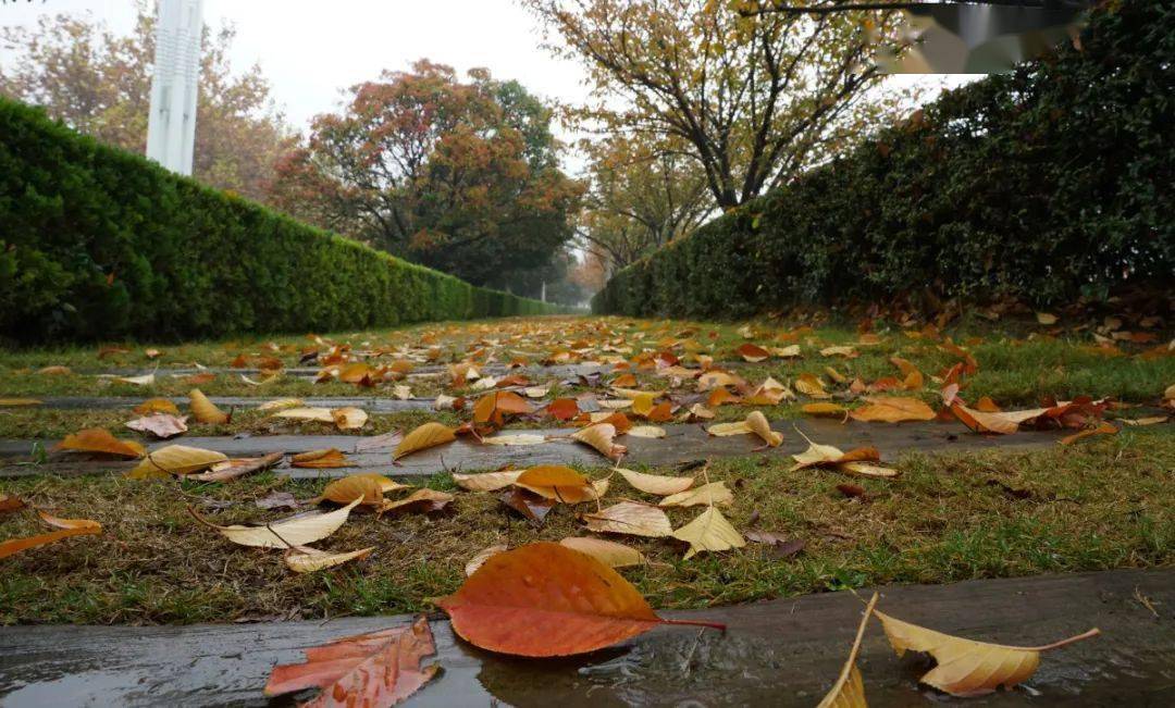 秋雨落叶初秋的郑州美爆了