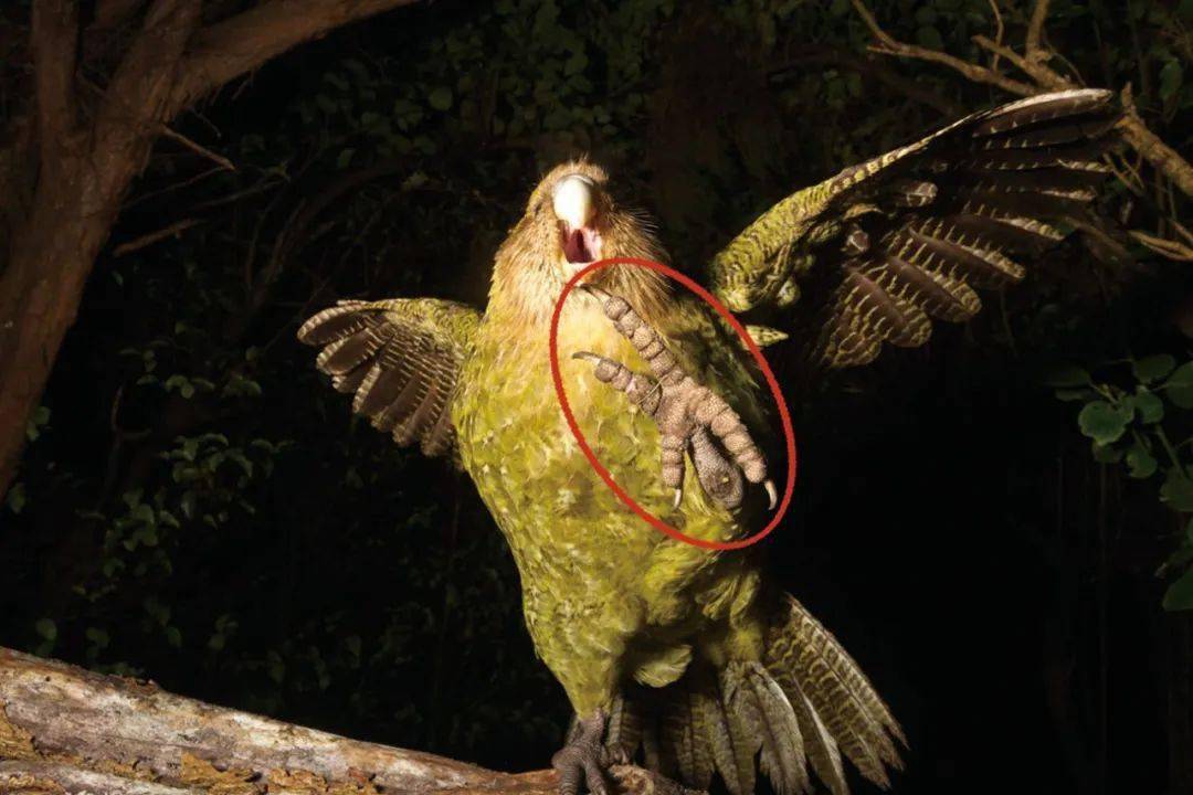 鸮鹦鹉视力不佳,为了在黑夜中移动和觅食,它们发展出了极佳的嗅觉