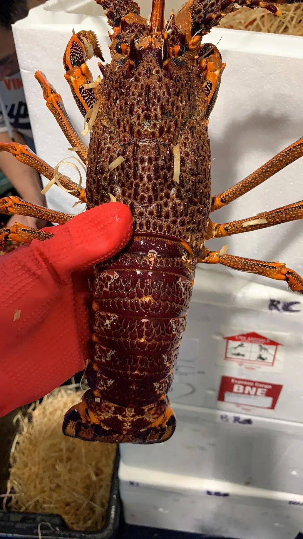 布里斯班独家折扣2999鲜活龙虾医美最低价地道中餐代金券秒杀预定