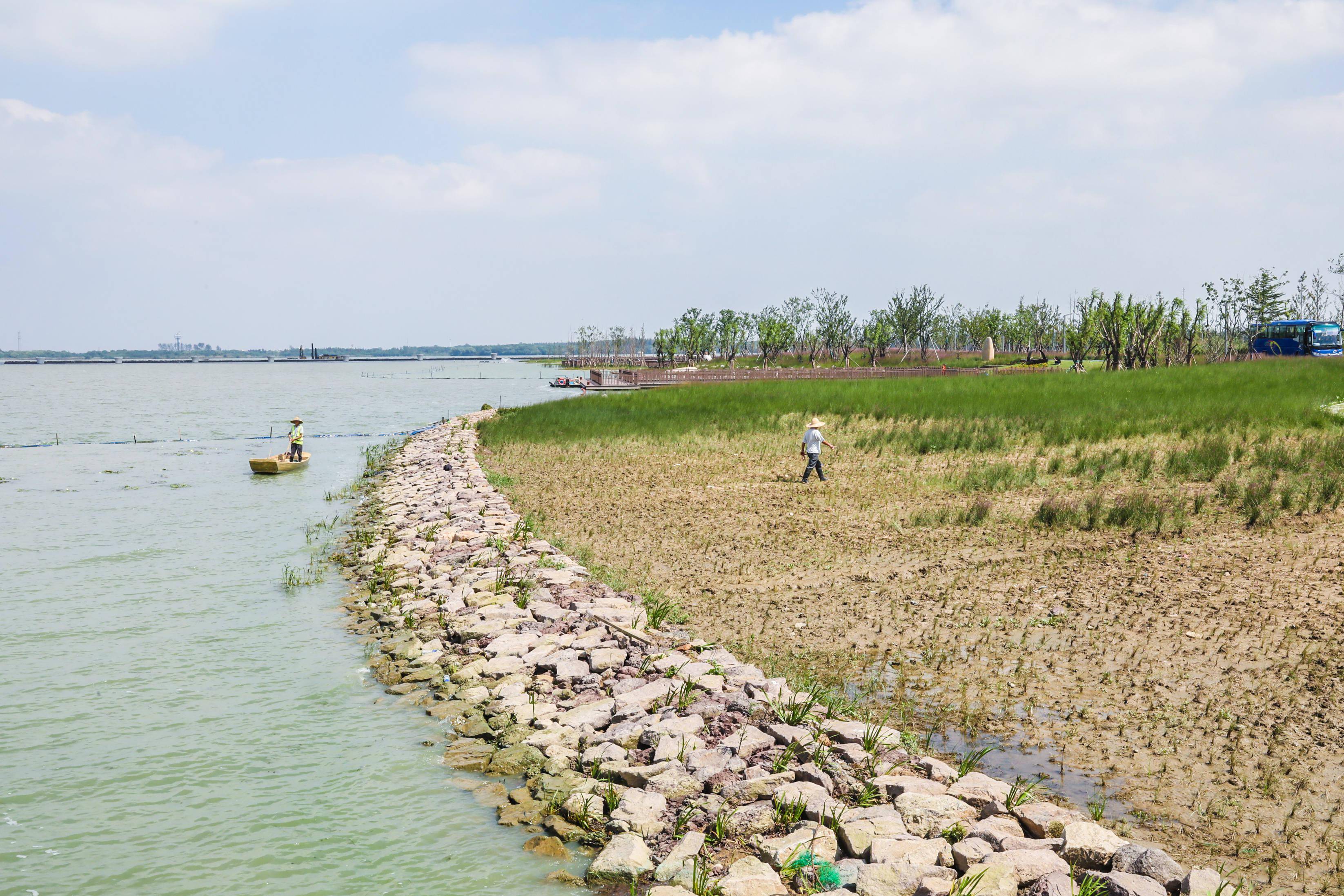 滨江生态湿地图片