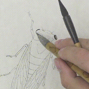 3再用蘸水笔分染颜色4相同手法勾画蝉背部5蘸墨笔按着线稿涂色