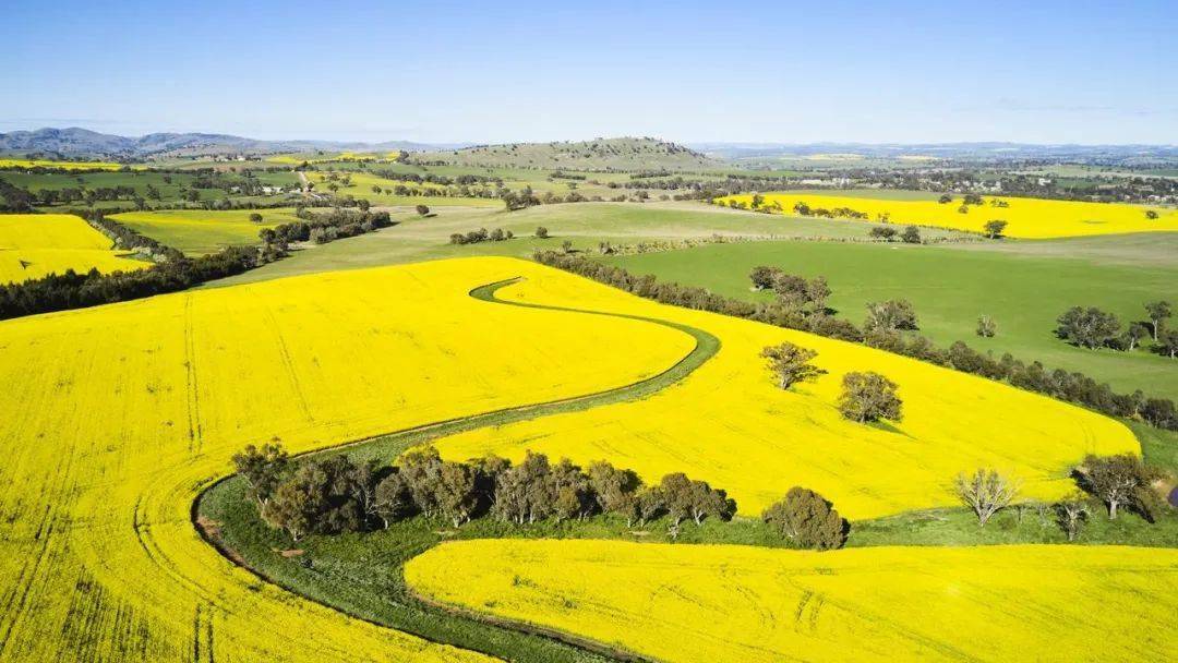 震撼| 新州油菜花开爆了!比往年都多!黄色花海美炸!解封快去看!