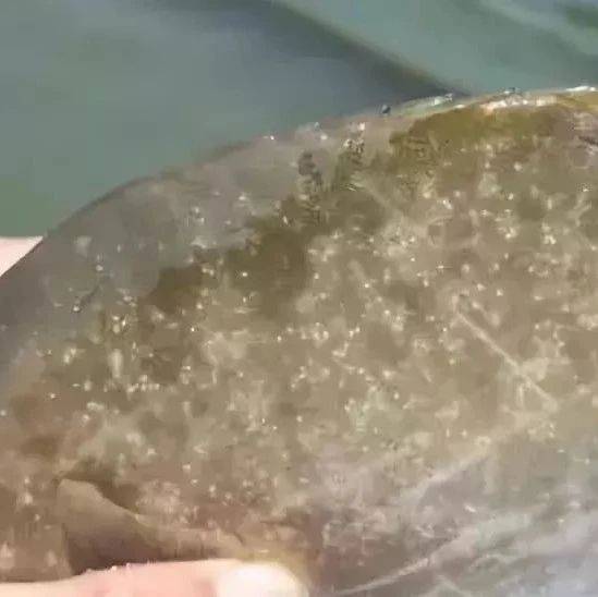 什么时候开始防寄生虫?再不预防就晚了!_养殖户