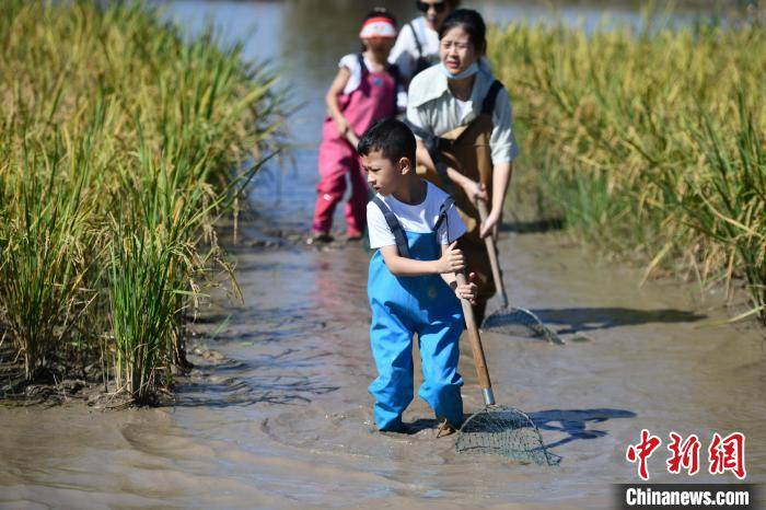 成都:游客稻田抓鱼享受中秋野趣生活