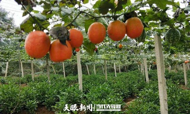 “小吊瓜”成为“大产业” ——丹寨县吊瓜产业实现持续发展三步走_群众
