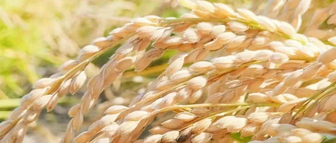 糯稻:风险正在逼近_行情