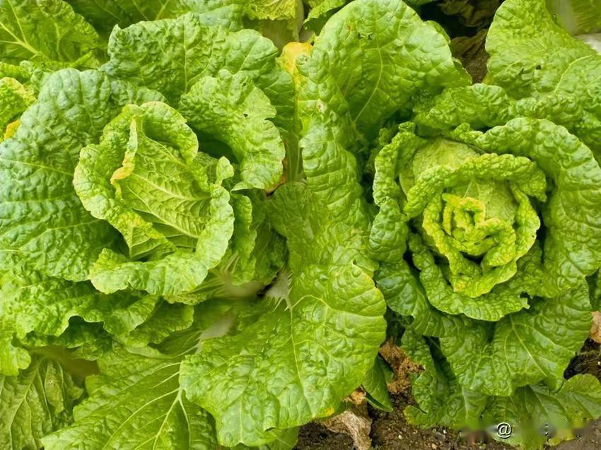 几月份种萝卜和白菜 8ddd0cb44ee24bce8b7cb3edbca75252.jpeg