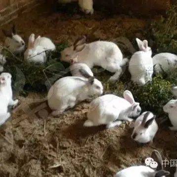 为什么选择养兔业?_养殖