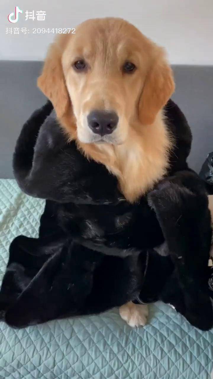 穿这个是租的5块钱一小时呢宠物金毛搞笑宠萌汪星人汪宠物搞笑配音秀