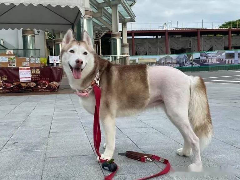 哈士奇拍照像没穿裤子似的笑喷网友但搞笑背后却是心酸