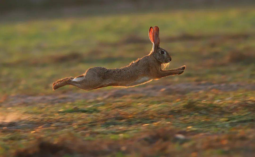 就极有可能是野兔了那出现在先秦记载中的玉兔穴兔还未传入中国也就是